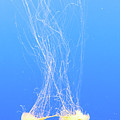 Jelly Blue III