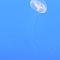 Jelly Blue VII